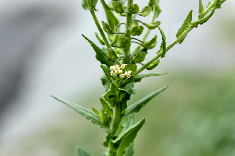 Lepidium campestre / Lepidio campestre